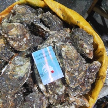 大连冷水生蚝批发码头直供，人工挑选去杂质