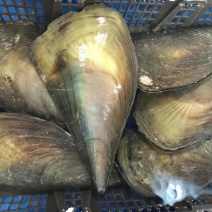 新鲜海鲜青贝鲜活大带子绿甲绿贝海鲜水产贝类