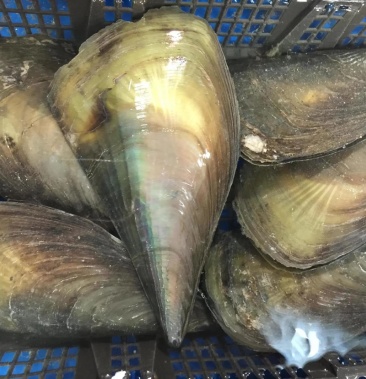 新鲜海鲜青贝鲜活大带子绿甲绿贝海鲜水产贝类