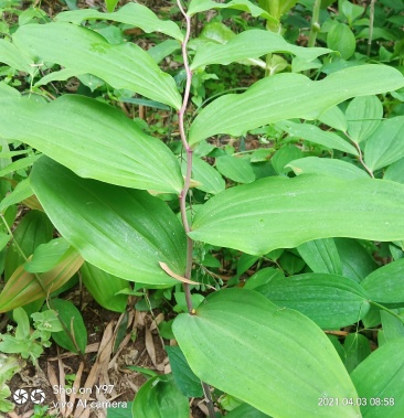 纯野生黄精甜黄精个大品质优良精心采挖年份久适合泡酒炖汤