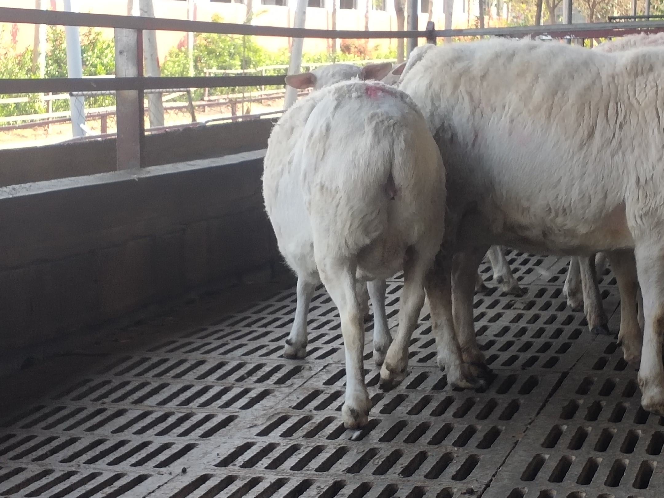 波尔山羊养殖场实景图