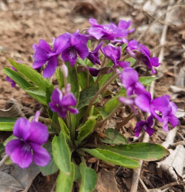 紫花地丁种子甜地丁籽保质保量保发芽率支持大货批发零售