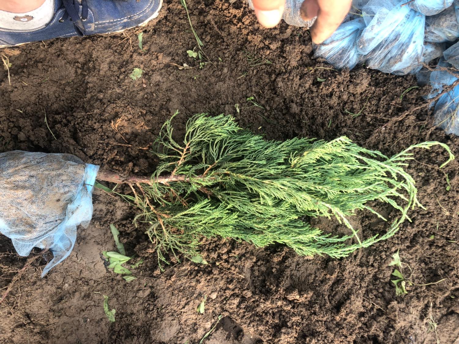 一名园林工人正在栽种龙柏幼苗,手持铁锹分层回填土壤,树苗已放入60cm见方的种植穴中,根部带有土球,旁边放置有黑色塑料地膜和草帘,地面干燥呈浅黄色,体现春季干旱环境下的标准化种植流程 龙柏定植现场操作图