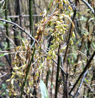 竹米刺方竹米方竹米竹米