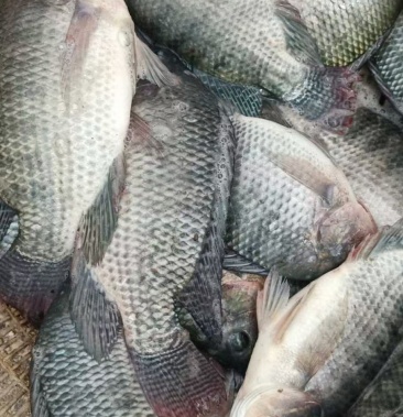 咸水罗非鱼各种海鱼