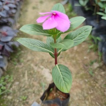 长春花