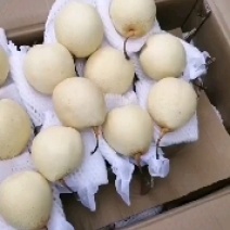 水晶鸭梨。千年古树。吃起来口感特别甜。汁液特别多。价格美