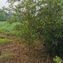 罗汉竹