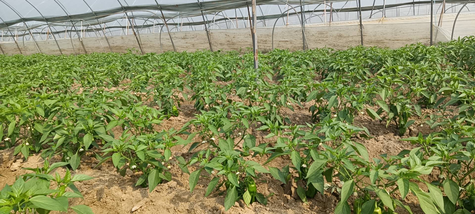 青皮椒种植基地