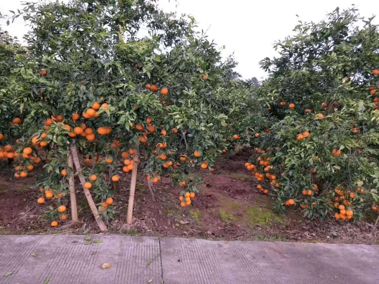 无人机航拍视角下的四川眉山某大型青见粑粑柑种植基地,连片的果树整齐排列,枝头挂满橙黄色果实,部分叶片在阳光照射下泛着光泽,地面覆盖黑色地膜,田间道路清晰可见,体现现代化果园管理风貌 四川眉山青见粑粑柑果园航拍