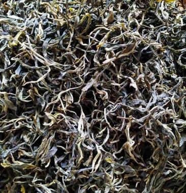 云南省临沧市凤庆县古树茶