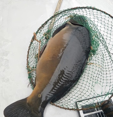 [鲤鱼批发]裸鲤价格6.00元/斤 - 一亩田