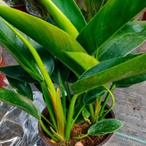 大叶金钻红钻植物盆栽花室内四季观叶常青除甲醛大型客厅