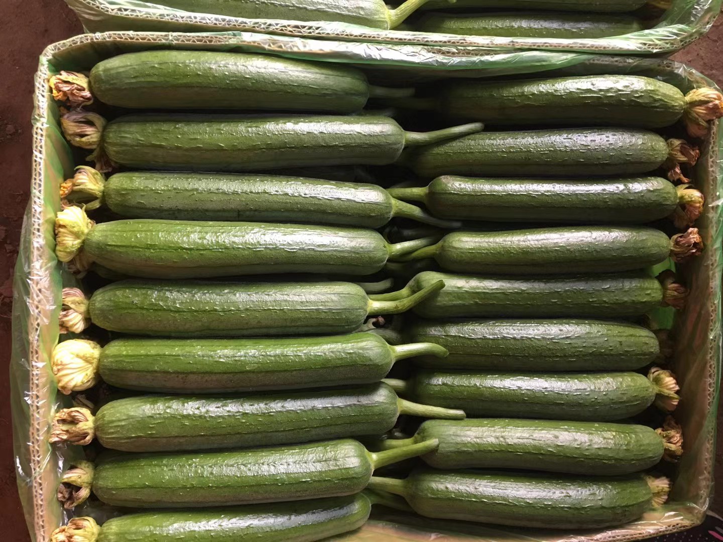 新鲜采摘的丝瓜花