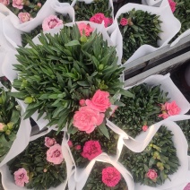 山东康乃馨基地，宿根康乃馨，康乃馨质量好规格全，颜色多