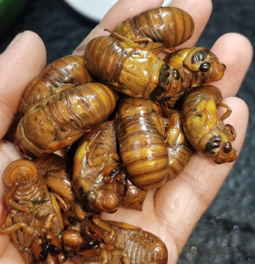 2021年新鲜金蝉知了猴新鲜白蝉银蝉蝉蛹爬叉猴知了活鲜冷