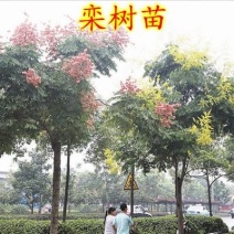 栾树苗小苗黄山栾北京栾园林工程绿化苗木行道树庭院风景占地
