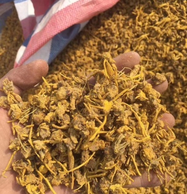 雪山黄龙茶黄龙草根茶