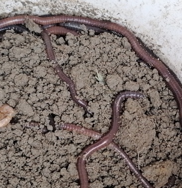 广地龙大蚯蚓地龙鲜货地龙干货多年的大蚯蚓