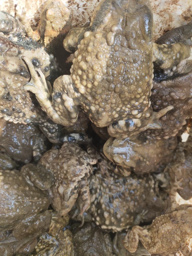 活体蟾蜍癞蛤蟆药用价值