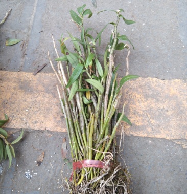 云南大山上的野生黄草