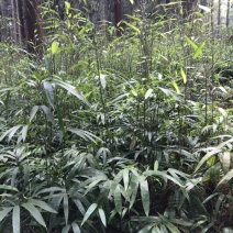 方竹苗（杯苗）（裸根苗）