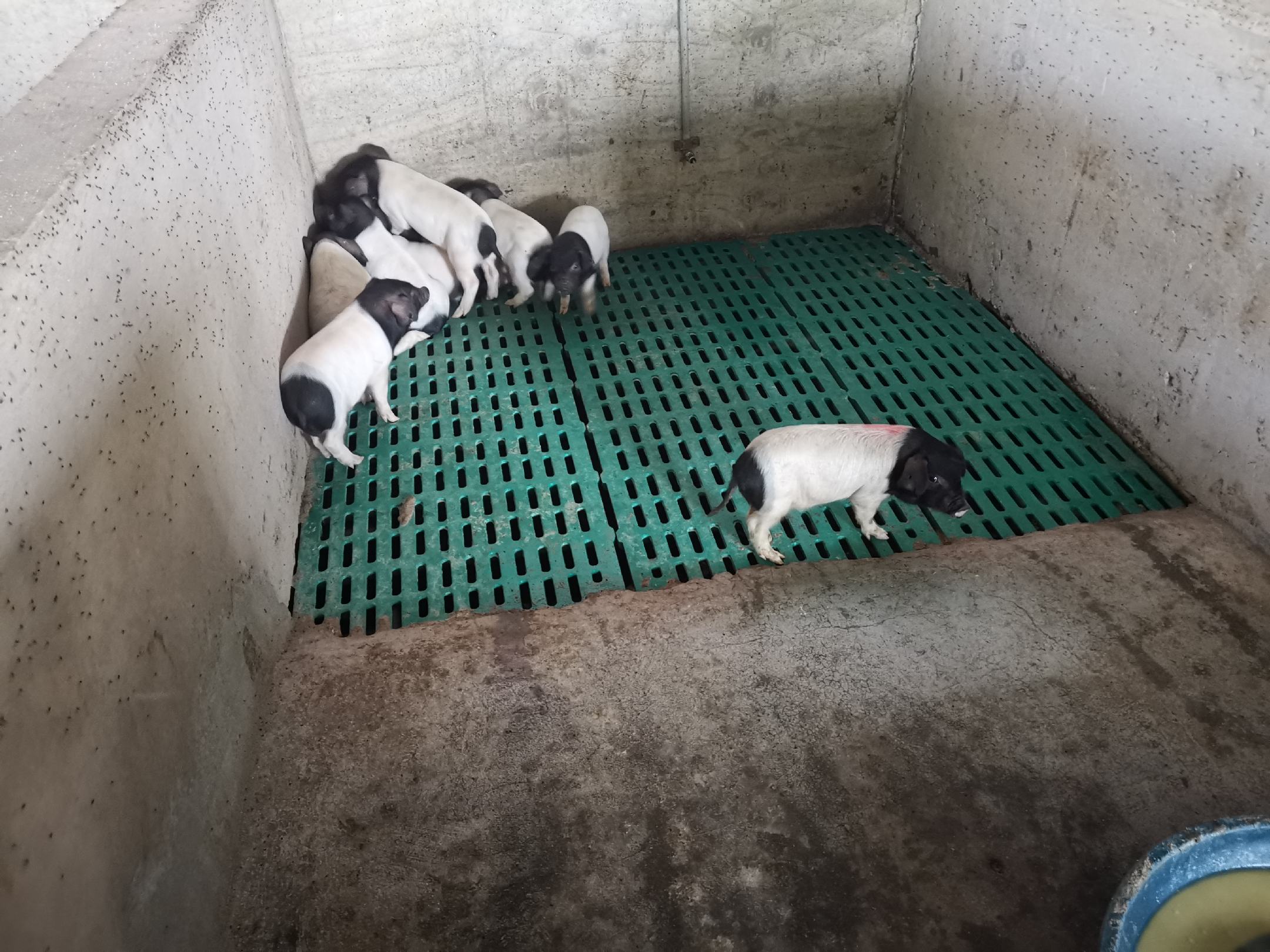 金华两头乌纯种小仔猪