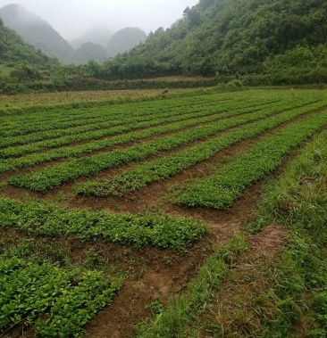 贵州南板蓝根苗大量出售一手货源随时拨苗欢迎来电
