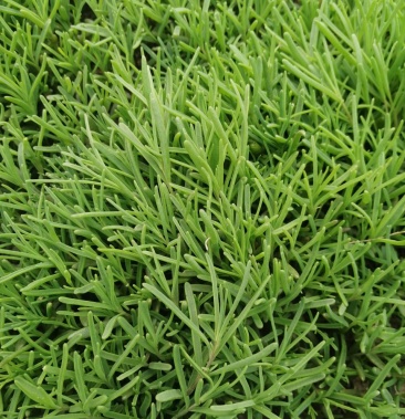 黄须菜碱蓬菜黄席菜碱蓬草东营特产