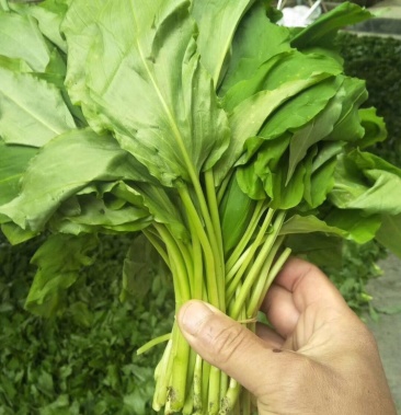 [韭花批发]鹿耳韭价格7.00元/斤 - 一亩田