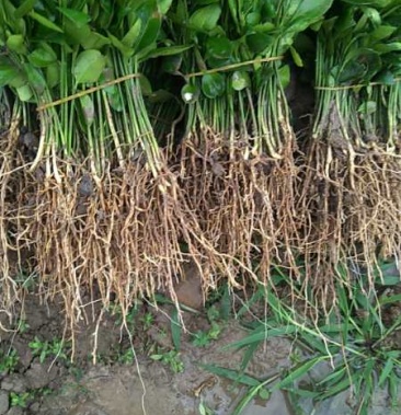 [批发]柚子芽苗优质柚子芽苗!价格0.07元/棵 - 一亩田