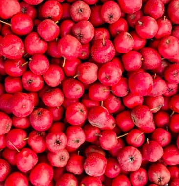 大量山楂红果质量好欢迎各位咨询