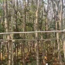 云南樱花袋苗