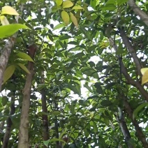 长期供应阴香3-4公分