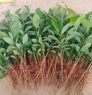 肉桂苗,玉桂苗,桂苗,一年苗,地苗25公分以上