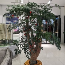 幸福树幌伞枫批量出货千亩百万棵幸福树大量供货可免费提