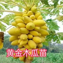 黄金木瓜苗种植6-8个月结果果肉多口感好