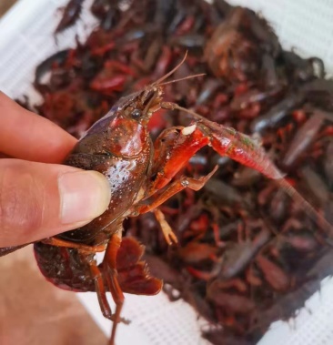 湖北小龙虾3一9通货红虾规格齐全专业批发