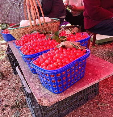 鲁甸小寨樱桃大量上市