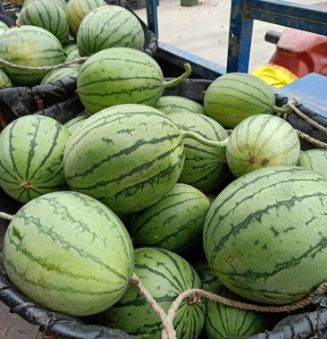 精品小西瓜,早春红玉,日本甜宝即将上市,产地直销
