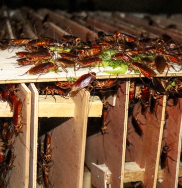 蟑螂土元养殖美洲大蠊