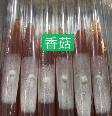 [香菇菌种批发]香菇母种试管,808/0912/l66/香菇王等品种价格18