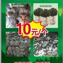 茶树菇黑鸡菇菌包2斤一个卖10元一个模式基地直发