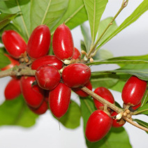 神秘果树苗四季开花当年结果变味果盆栽果树带叶带花带果包邮