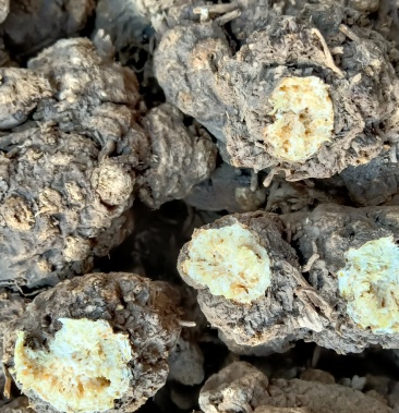 黑皮满朱砂保含量北苍术