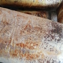 桑黄菌种菌包桑树桑黄，划扣即可出菇黄，食用菌菌种
