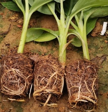 现有粉蕉苗现货～棵棵粗壮,根须发达,欢迎订购