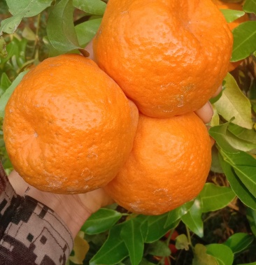 大量精品晚芦大量上市了有要的老板可以取走