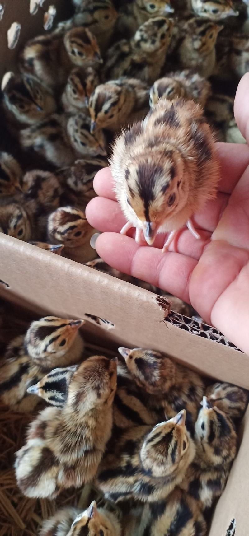 七彩山鸡苗出壳苗优质种苗质量保证厂家直销