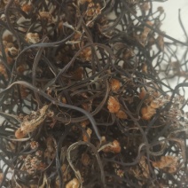 野生龙爪菜
